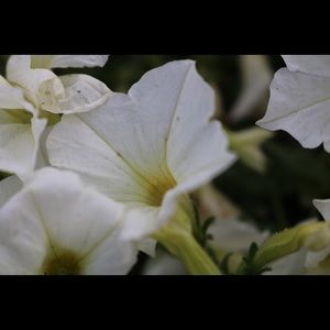 Meet your Posher, Madeline